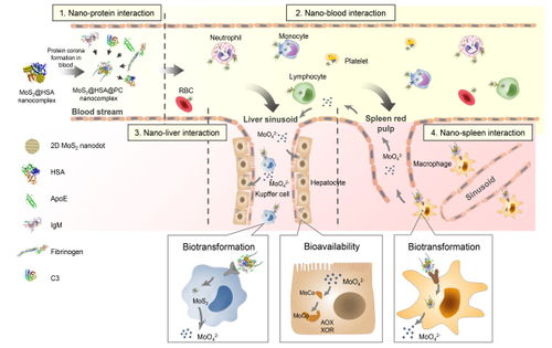納米材料體內(nèi)行為研究新突破 國(guó)家納米中心在納米蛋白冠介導(dǎo)的轉(zhuǎn)運(yùn)與生物利用研究方法上取得重要進(jìn)展